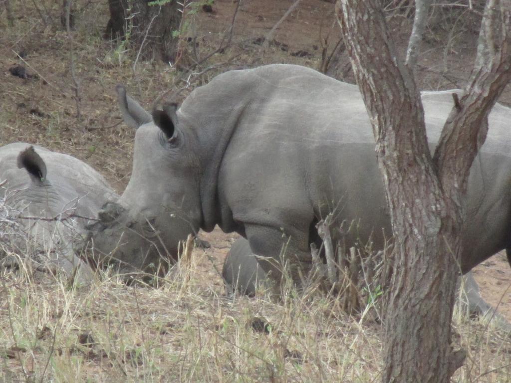 Tshukudu Game Lodge - Hoedspruit Exteriör bild