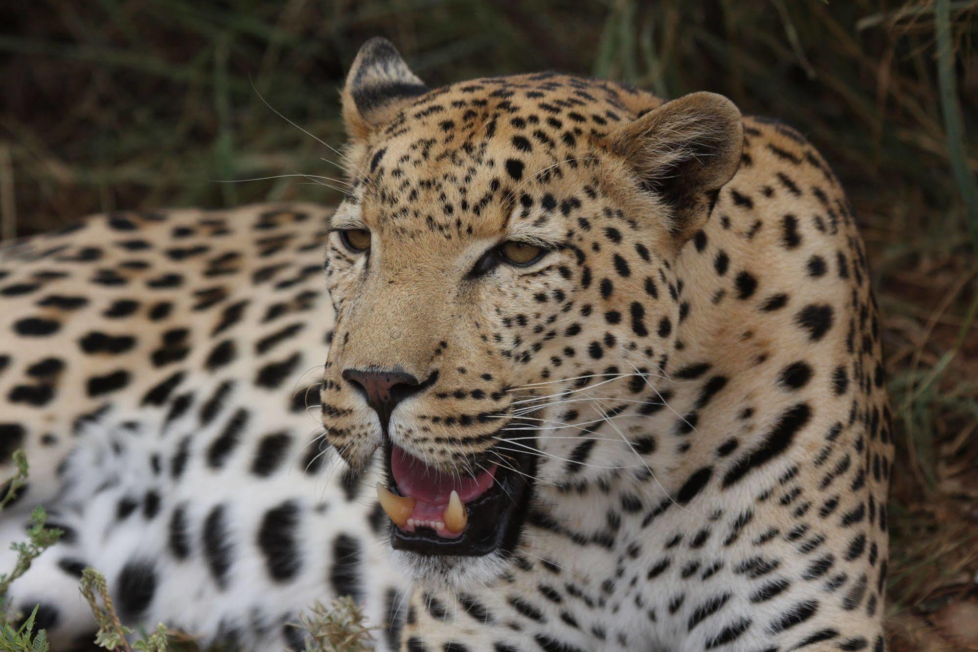 Tshukudu Game Lodge - Hoedspruit Exteriör bild