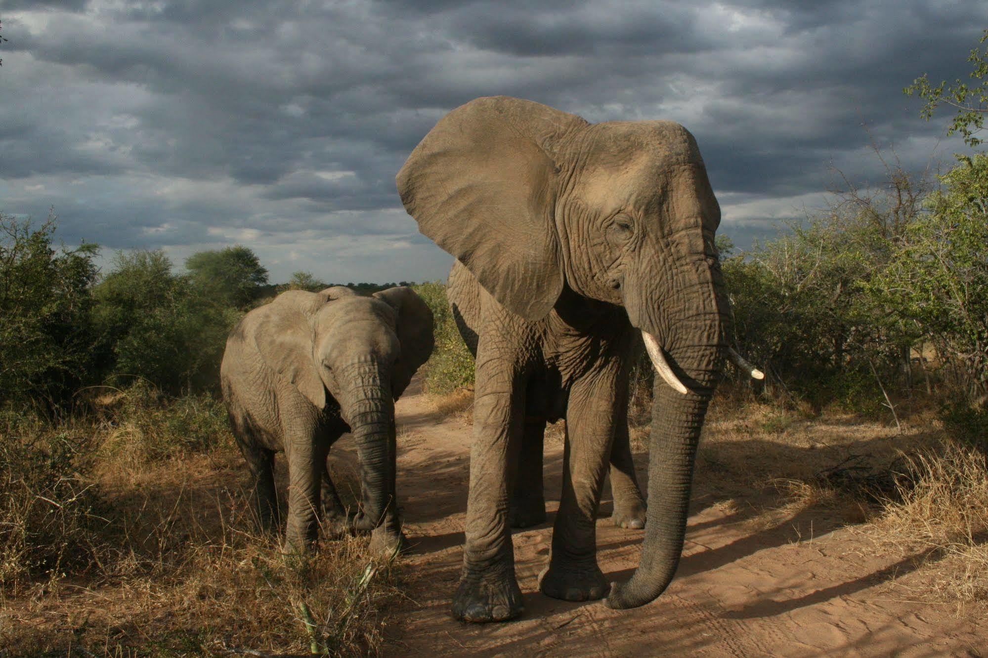 Tshukudu Game Lodge - Hoedspruit Exteriör bild