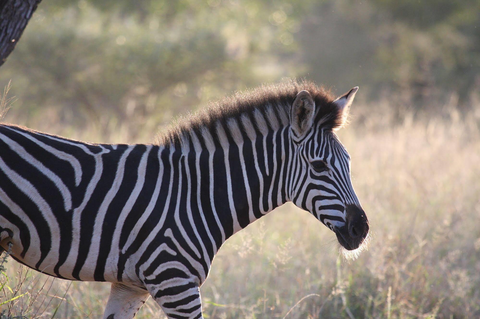 Tshukudu Game Lodge - Hoedspruit Exteriör bild