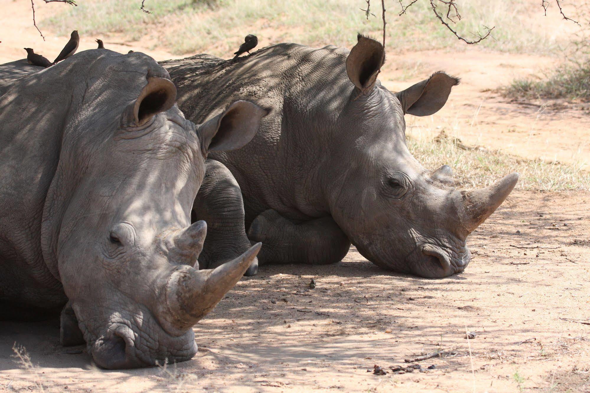 Tshukudu Game Lodge - Hoedspruit Exteriör bild